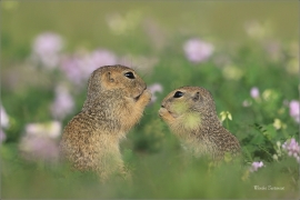<p>SYSEL OBECNÝ (Spermophilus citellus) --- /European ground squirrel - Europäisches Ziesel/</p>